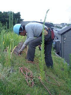 草屋根 １