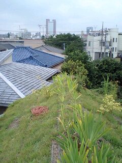 草屋根の上から見る屋根